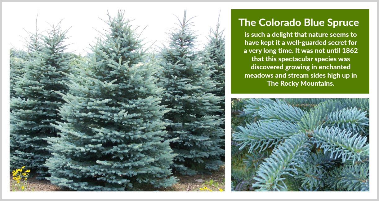 Why Blue Spruce Turns Green: Reasons For Green Needles On A Blue Spruce  Tree