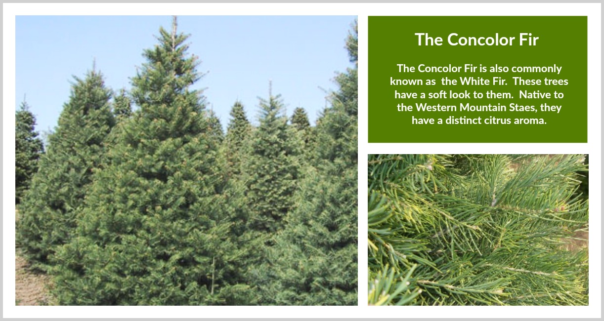 Fraser Fir vs. Douglas Fir: 8 Key Differences