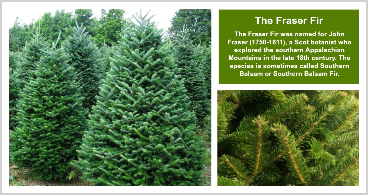 What's the Difference Between Fraser, Balsam Fir, and Canaan Fir Christmas  Trees?