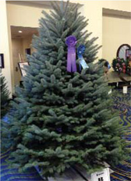 New Jersey Tree Is 2013 National Christmas Tree